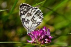 Farfalla nell'erba Farfalla nell'erba