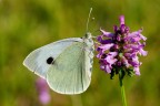 Che specie è?? (Pieris Rapae) Che specie è?? (Pieris Rapae)