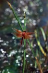 Libellula Libellula