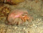 ... ma che bella novit!

La colorazione  dovuta all'anemone che si porta a spasso sul detrito del fondale di una grotta a Torre Inserraglio (Nard), a -10m.

Critiche e commenti ...