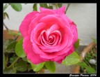 Una rosa #2 Una rosa #2