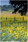 Girasoli alle Morette... Girasoli alle Morette...