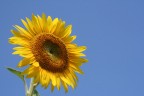 Il classico girasole.. Il classico girasole..