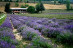 lavanda lavanda