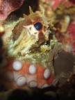 Polpo in tana in atteggiamento difensivo, con i tentacoli a protezione della testa.

Porto Badisco (Otranto) prof. -2m

Critiche e commenti ...