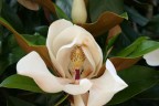 magnolia magnolia