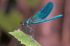 dragonfly's portrait dragonfly's portrait