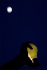 Giallo Giallo