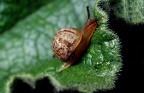 Lumaca