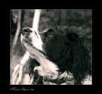 il mio migliore amico ( non abbandonateli mai) il mio migliore amico ( non abbandonateli mai)