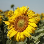 Contest Giallo Contest Giallo