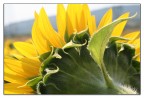 Girasole meno classico Girasole meno classico