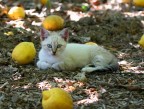 Limonata di gatto Limonata di gatto