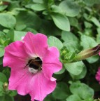 Che buono questo fiore... Che buono questo fiore...