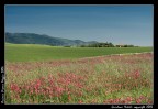 Toscana 2006 - Primavera Toscana 2006 - Primavera