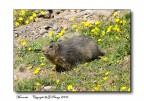 Marmotta Marmotta