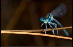 Libellula Libellula