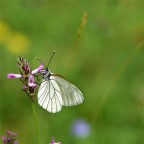 farfalla bianca farfalla bianca