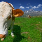 AlpenLiebe AlpenLiebe