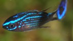 Stadio giovanile di castagnola (Chromis chromis). 
Pesciolino piccolissimo (1-2 cm). Crescendo, gli adulti perdono le macchie blu fosforescenti. Si trovano generalmete in prossimit di anfratti in cui si rifugiano al minimo allarme. 
Parente del Re di triglie (o castagnola rossa),  un pesce molto bello. 
Questa  una delle poche foto accettabili su non so quante; oltre al fatto di esser piccole, non ne vogliono proprio sapere di stare ferme.  RR  mooolto sopra il 3:1 
P.to Selvaggio  prof. -15m