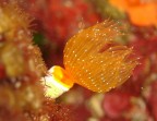 Rosso fiore marino Rosso fiore marino
