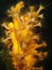 Idroidi su spugna arancione Idroidi su spugna arancione