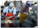 Pescatori puliscono le reti nel porto di Senigallia