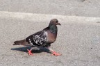 Piccione podista Piccione podista
