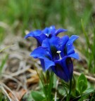 campanella blu campanella blu