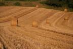 Il campo Il campo