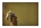 Bee Bee