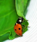 coccinella... equilibrista!! coccinella... equilibrista!!