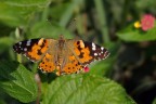 Tunisian Butterfly Tunisian Butterfly