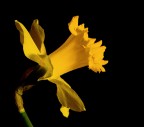 Ritratto
Modello: narciso (profilo)
Si, proprio un ritratto ad un fiore.