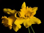 narcisi narcisi