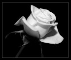 rosa bianca rosa bianca