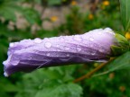 petali chiusi petali chiusi