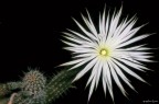 Questa "stella" molto particolare nasce da una pianta grassa (visibile in parte nello spigolo), sboccia la notte tardi e muore poche ore dopo quando sorge il sole....


Commenti critiche e suggerimenti sempre graditi :)


(Scattata con compattina coolpix5600)