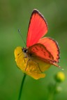 Arancione Arancione
