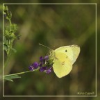 Ancora una farfalla ma ... gialla Ancora una farfalla ma ... gialla