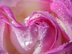 Rosa Rosa