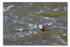 Purtroppo non  metodico come il martin pescatore, per cui non puoi attenderlo sul posatoio; batte sistematicamente la sua zona di influenza 100-200m di fiume con delle immersioni e nuotate incredibili.