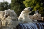 Orso Orso