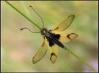 Jaune et vert Jaune et vert