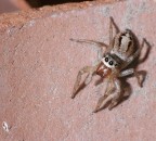 Ragnetto Saltatore... Ragnetto Saltatore...