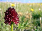 Nigritella Nigritella