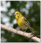 Verzellino Verzellino