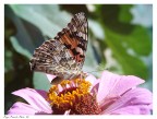 Farfalla
