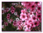 Fiori Fiori