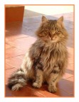 Gatto a pelo lungo Gatto a pelo lungo